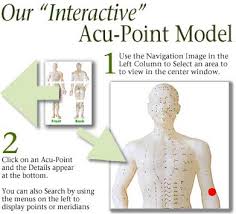 qi journal interactive acupuncture model