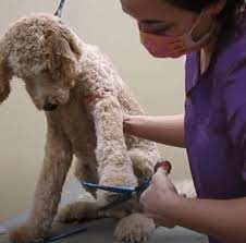 Maybe you would like to learn more about one of these? Labradoodle Grooming Guide 2021 Lots Of Pictures We Love Doodles