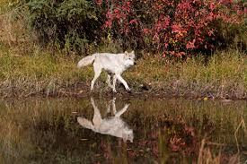However, distinctions are made between varieties of wolves within these categories, organizing them into subspecies. New Idaho Law Calls For Killing 90 Of The State S Wolves Krwg