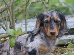 Photo Elevage Du Domaine De Luard Eleveur De Chiens Teckel Poil Long Teckel Poil Long Eleveur De Chien Chien Teckel