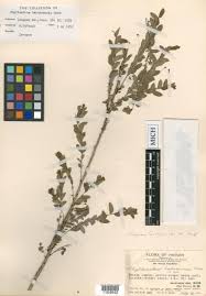 Image result for Phyllanthus kaessneri