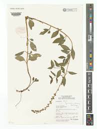 Image result for Lysimachia ruhmeriana