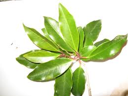 Image result for Apodytes dimidiata