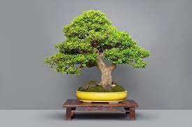 Collection by donna posey • last updated 3 weeks ago. Boyraket Com Top Bonsai Ikebana And Suiseki Masters In First Ever Philippine Show