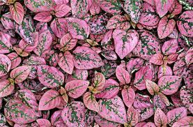 Grazie all'osservazione di molte piante, comprese quelle coltivate, si è notato che far crescere piante assieme ad altre allevate nello stesso momento può dare enormi benefici. 12 Piante Rosa Di Cui Ti Innamorerai