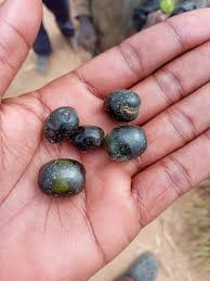 Image result for Vitex mombassae