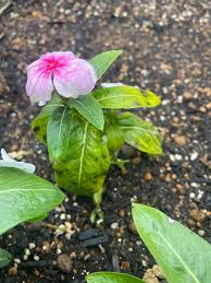 みんなの趣味の園芸