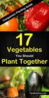 We did not find results for: 17 Vegetables You Should Plant Together Companion Planting Guide Companion Gardening Garden Companion Planting