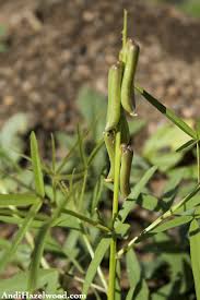 Image result for Crotalaria lanceolata