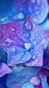 Blue Close Up Hydrangea Flowers Water Drops 720x1280 Wallpaper Flower Aesthetic Moonlight Photography Iphone Wallpaper
