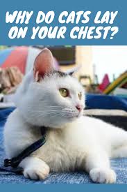 Pin On Cat Checkup