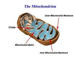 All About Mitochondria Mitochondria Mitochondrial Membrane