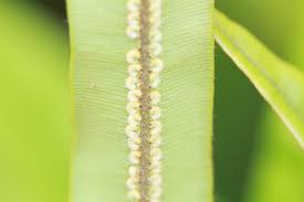 Image result for Oleandraceae