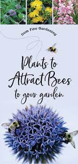 The bee is vital to us all not just for tasty honey, but for the. Bring The Buzzzzz Back To Your Garden Finegardening Plants To Attract Bees Bee Attracting Flowers Attracting Bees