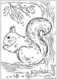 Realistic Squirrel Coloring Pages For Adults Letscolorit Com Squirrel Coloring Page Animal Coloring Pages Colouring Pages