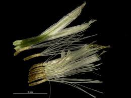 Image result for Emilia juncea