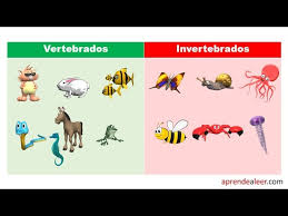 En el mundo animal encontramos una gran diversidad de animales que entran en distintas categorías establecidas por estudios científicos y biológicos, una de estas clasificaciones. Animales Vertebrados E Invertebrados Parte 2 Videos Educativos Para Ninos Youtube