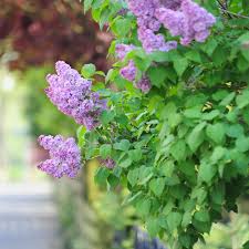 Make sure your lilac has 6 or more hours of full sun per day. Lilac Bush Plant Care Growing Guide