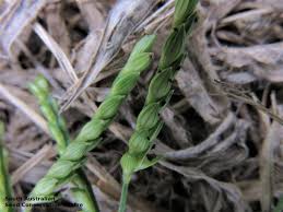 Image result for Urochloa panicoides