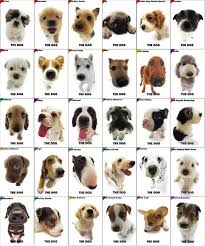 Pin By Nicole Castro On Animals Dog Breed Names Small Dog