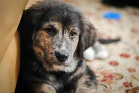 Although this cross is not yet very popular, it can become a very affectionate and active dog. Golden Retriever Bernese Mountain Dog Mix Puppies For Sale Petsidi