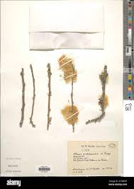 Image result for Albizia anthelmintica