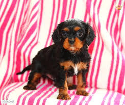 The cylinders bores were attached to the outer case at the 12, 3, 6 and 9 o'clock positions) for greater rigidity around the head gasket. Cavalier King Charles Spaniel Breeders In Pa The Y Guide