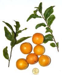 Image result for Ximenia americana