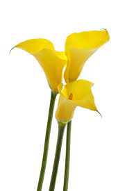 Yellow Calla Lilies With Long Stems Calla Lily Lily Meaning Calla