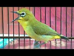 Pleci Ngalas Ngerol Tembak Ngotot Volume Keras Youtube Burung
