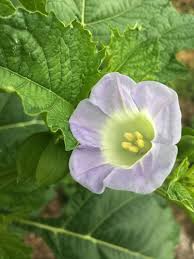 Image result for Nicandra physalodes