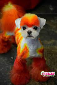 Dog Hair Dye Ardent Orange Pd02 Dog Dye Dog Hair Dye Dog Hair