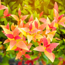 Image result for Eugenia aschersoniana