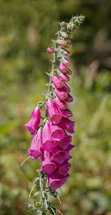 Image result for Digitalis purpurea alba/ red spots