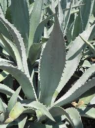 Image result for Agave americana