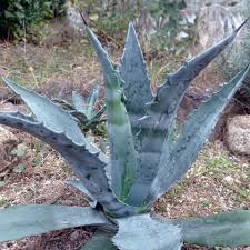 Image result for Agave