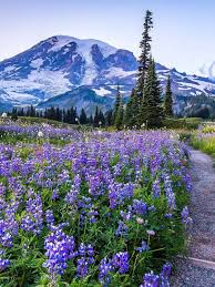 We did not find results for: Wildflowers And Hikes In Washington State Washington Innsiders