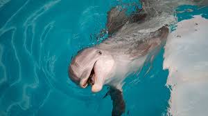 Tuffy, a dolphin trained by the us navy performed the deepest dive recorded by a bottlenose dolphin. Dolphin Facts Quiz Clearwater Marine Aquarium