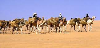 All equipments and our luggage will be packed on the camels and travel through the silk road across the gobi to altai town, the provincial center. Camel Train Wikiwand