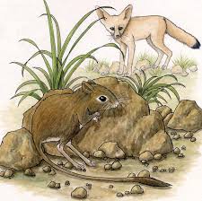 Select from premium kangaroo rat of the highest quality. Kangaroo Rat