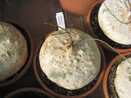 Image result for Raphionacme procumbens