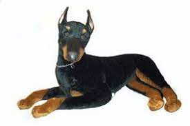 Thunder Doberman Pinscher Doberman Pinscher Doberman Pinscher