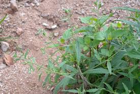 Image result for Cynoglossum lanceolatum