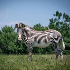 Image result for zebra