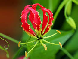 Image result for Gloriosa sessiliflora
