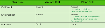 Cell wall animal or plant cell. Animal Vs Plant Cell Differences Similarities Expii