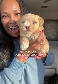 Shihpoo Teddy Bear Cut