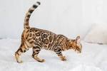 Snow & White Bengal Cats for Sale 🐈 | Wild & Sweet Bengals
