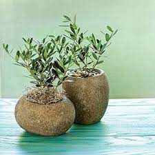These Plants Make Excellent Gifts Even For Non Green Thumbs Sunset Potted Olive Tree Tree Planters Plant Gifts