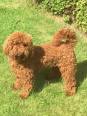 Breeders in Miniature Poodles - The Best Poodle Breeders